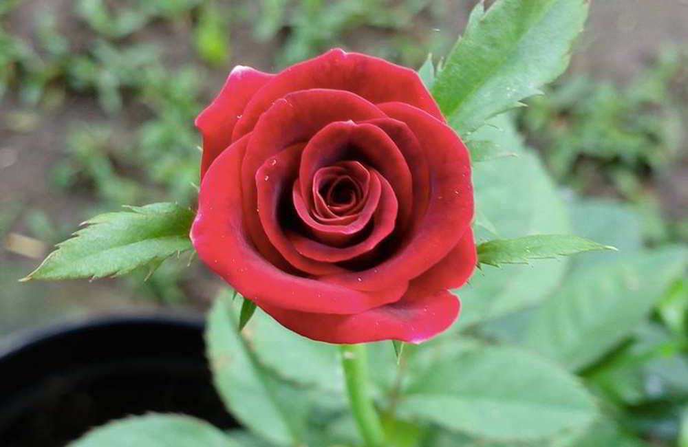 Terkeren 11+ Gambar Mawar Merah Setangkai - Gambar Bunga HD