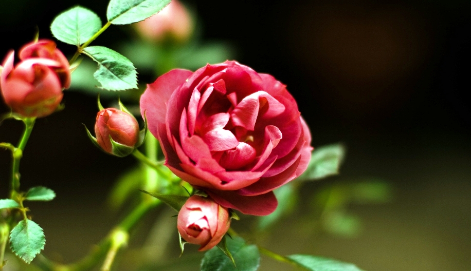 bunga mawar
