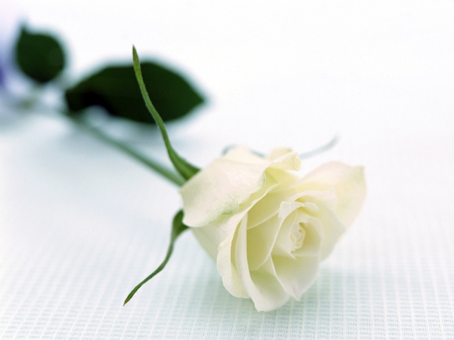 Setangkai bunga mawar putih