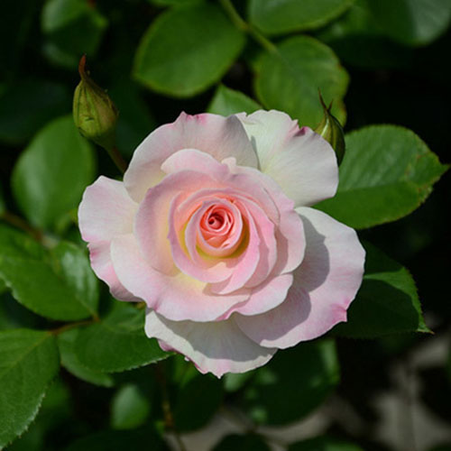 american beauty rose