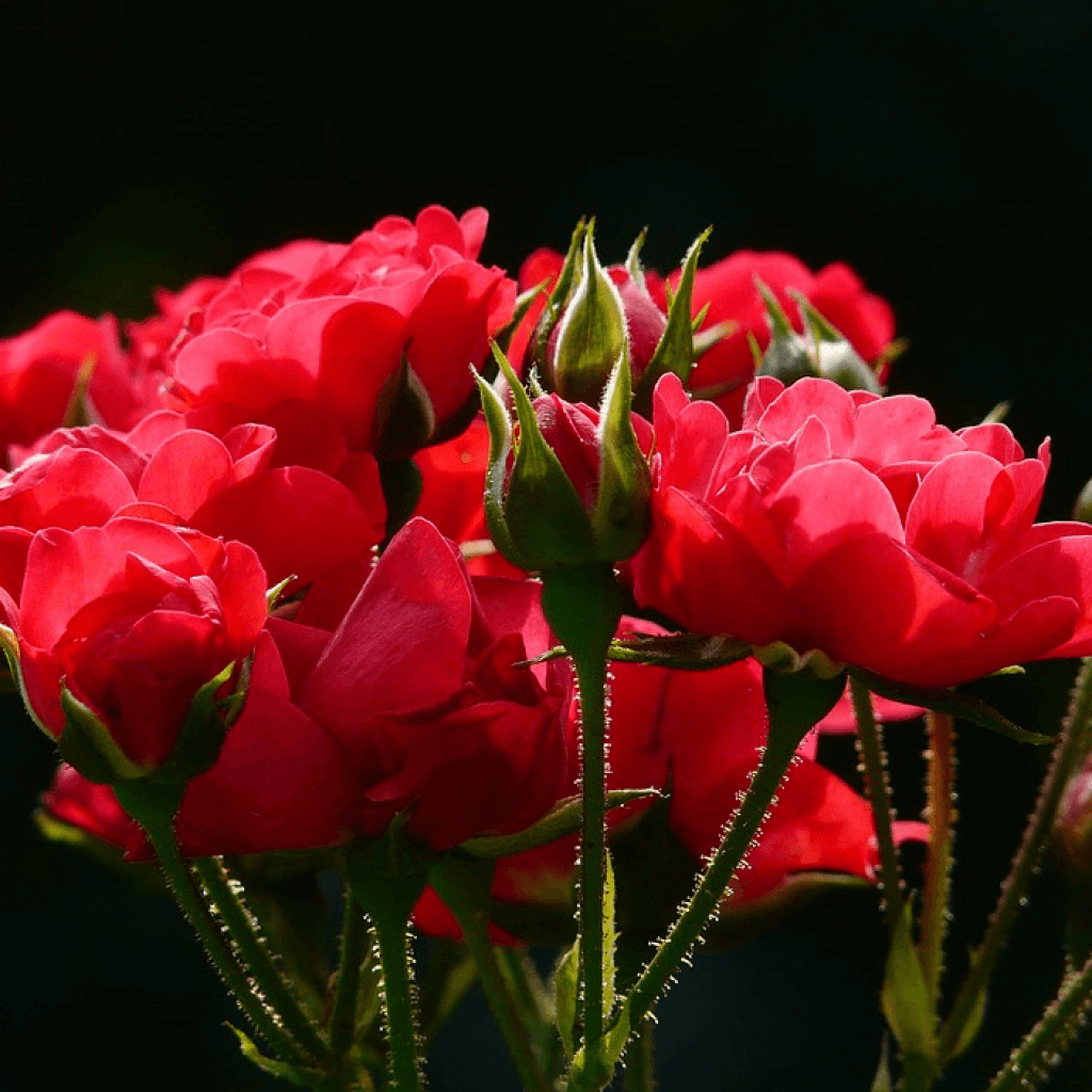 700 Gambar Bunga  Mawar  Basah  Terbaik Gambar ID