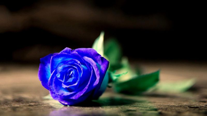 bunga mawar biru