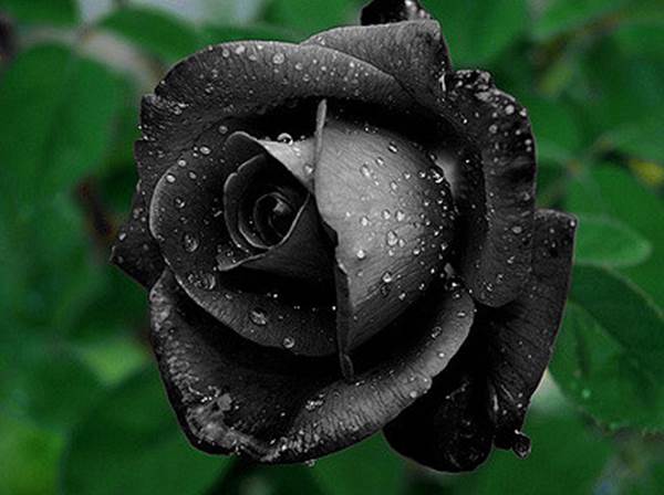 bunga mawar hitam