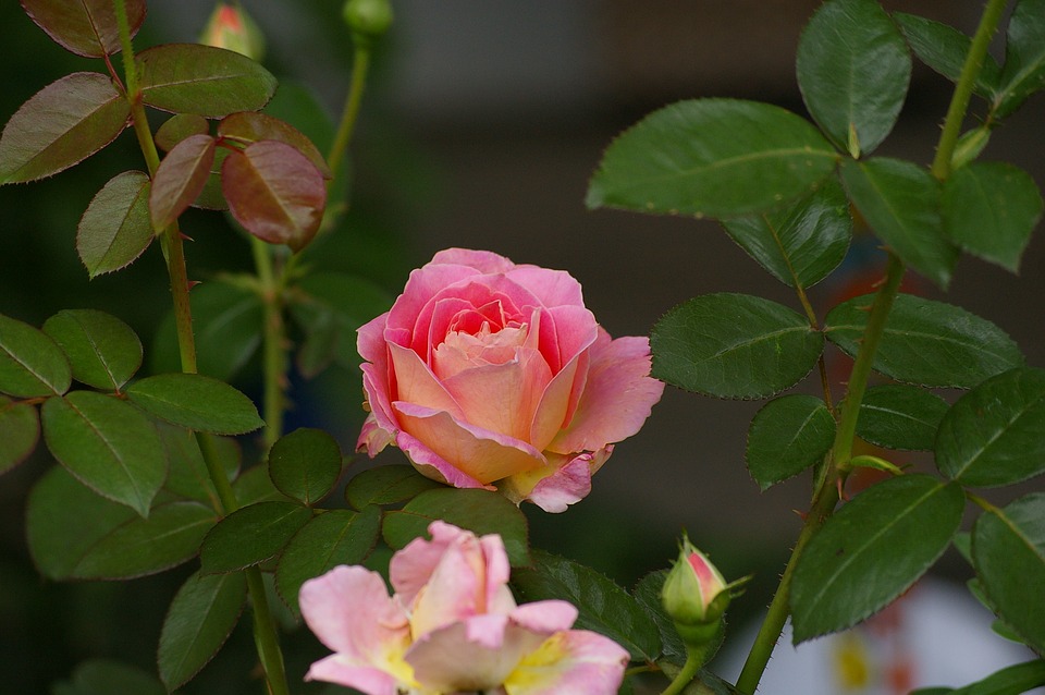  Nama  Latin  Bunga Mawar  Pink  Mawar  Ku