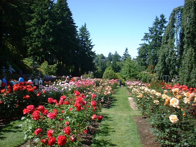taman bunga mawar