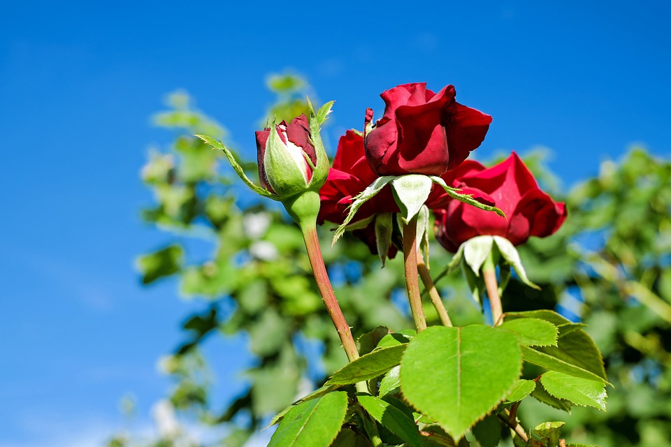 10 Gambar Sekuntum Bunga  Mawar  Merah Paling Dicari 